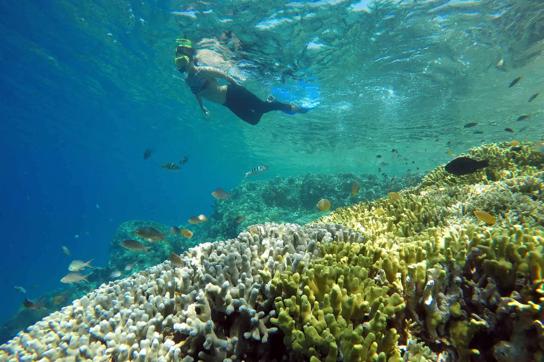 Paket Wisata Pulau Pahawang Dari Ketapang Paket Wisata Pulau Pahawang Dari Ketapang