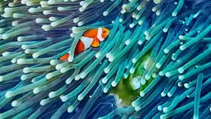 Jelajahi Surga Tersembunyi: Menguak Kekayaan Biota Laut Pulau Pahawang